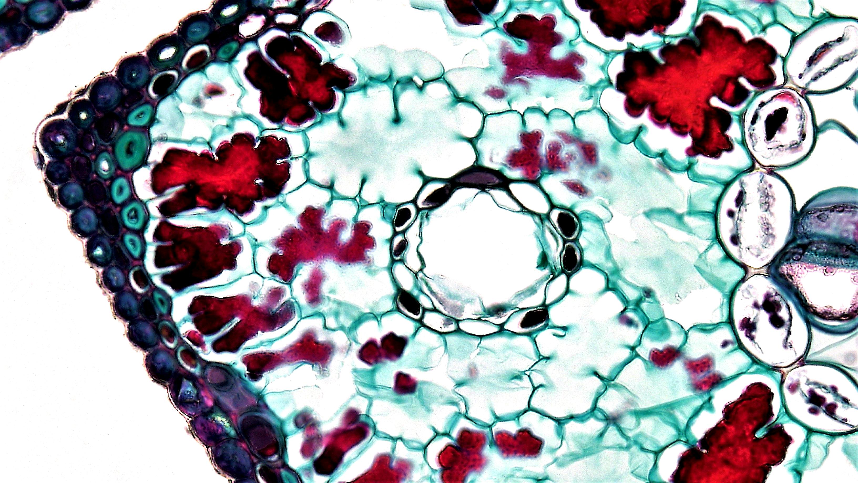Bioelektrické mechanismy regenerace: Kritická role stejnosměrných proudů a feroelektrických vlastností v regulaci buněčné diferenciace a tkáňové homeostázy