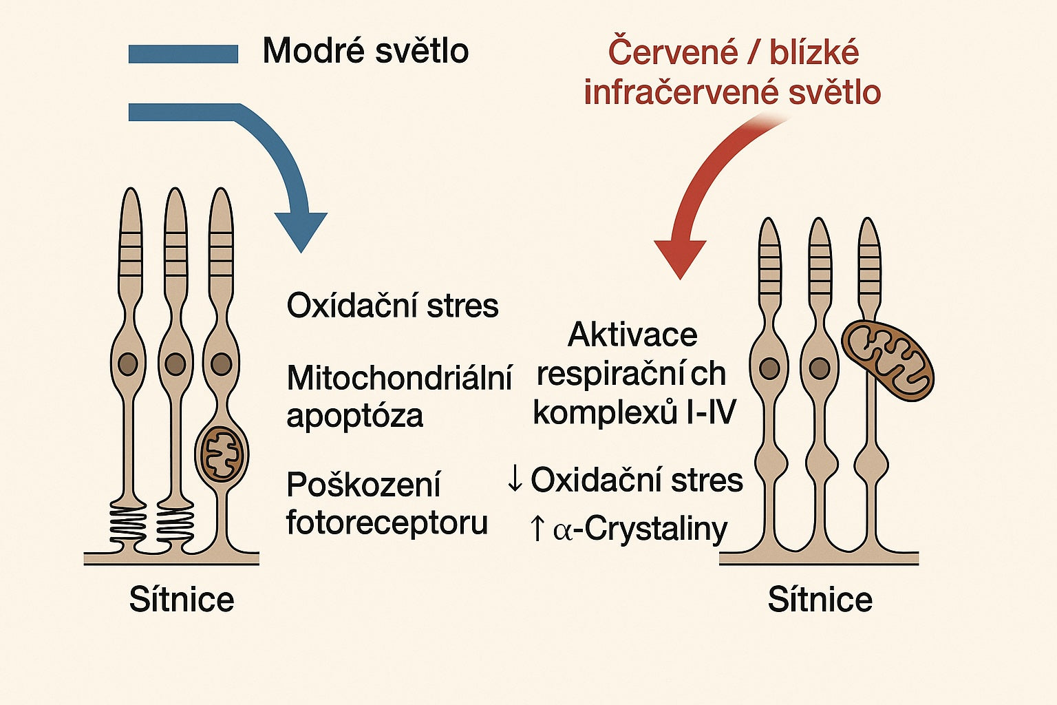 Jak červené a infračervené světlo chrání sítnici před modrým světlem