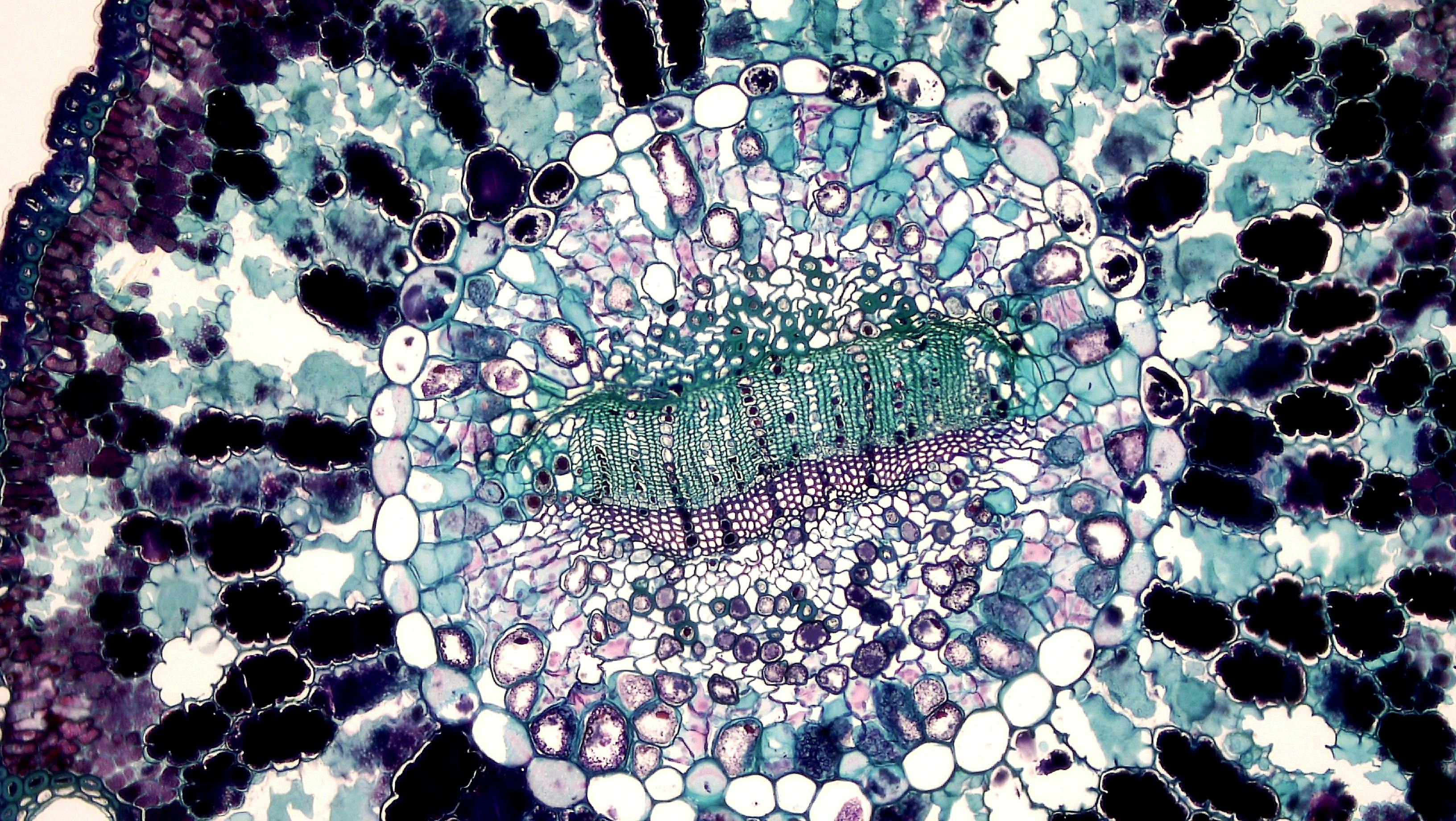 Mitochondrie a střevní mikrobiom: Fascinující propojení